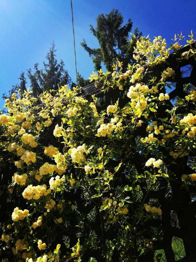 Le Rose Di Mapi Villa Mango Kültér fotó